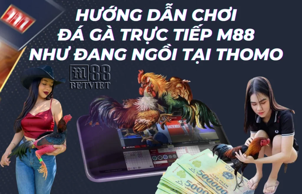 Hướng dẫn chơi đá gà trực tiếp m88